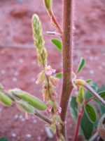 Indigofera astragalina fl2-t.JPG